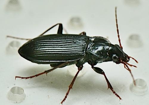 Réf. 350 393 : Nebria brevicollis